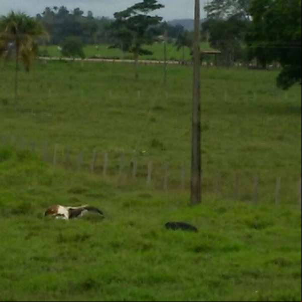 Vacas morrem atingidas por raio em Colíder