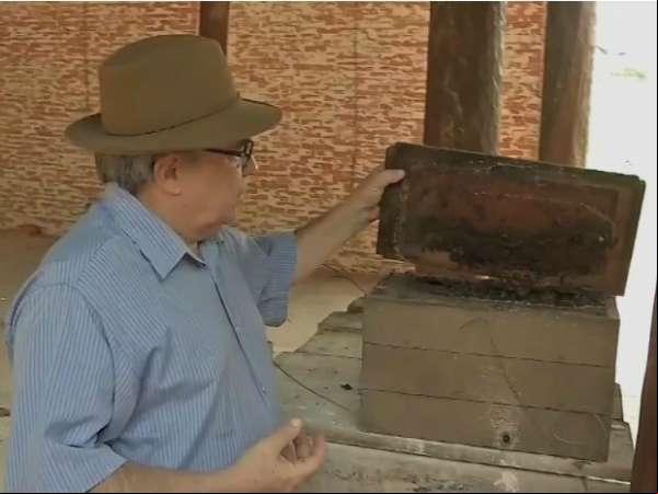 Projeto quer incentivar criação de abelhas sem ferrão em Mato Grosso