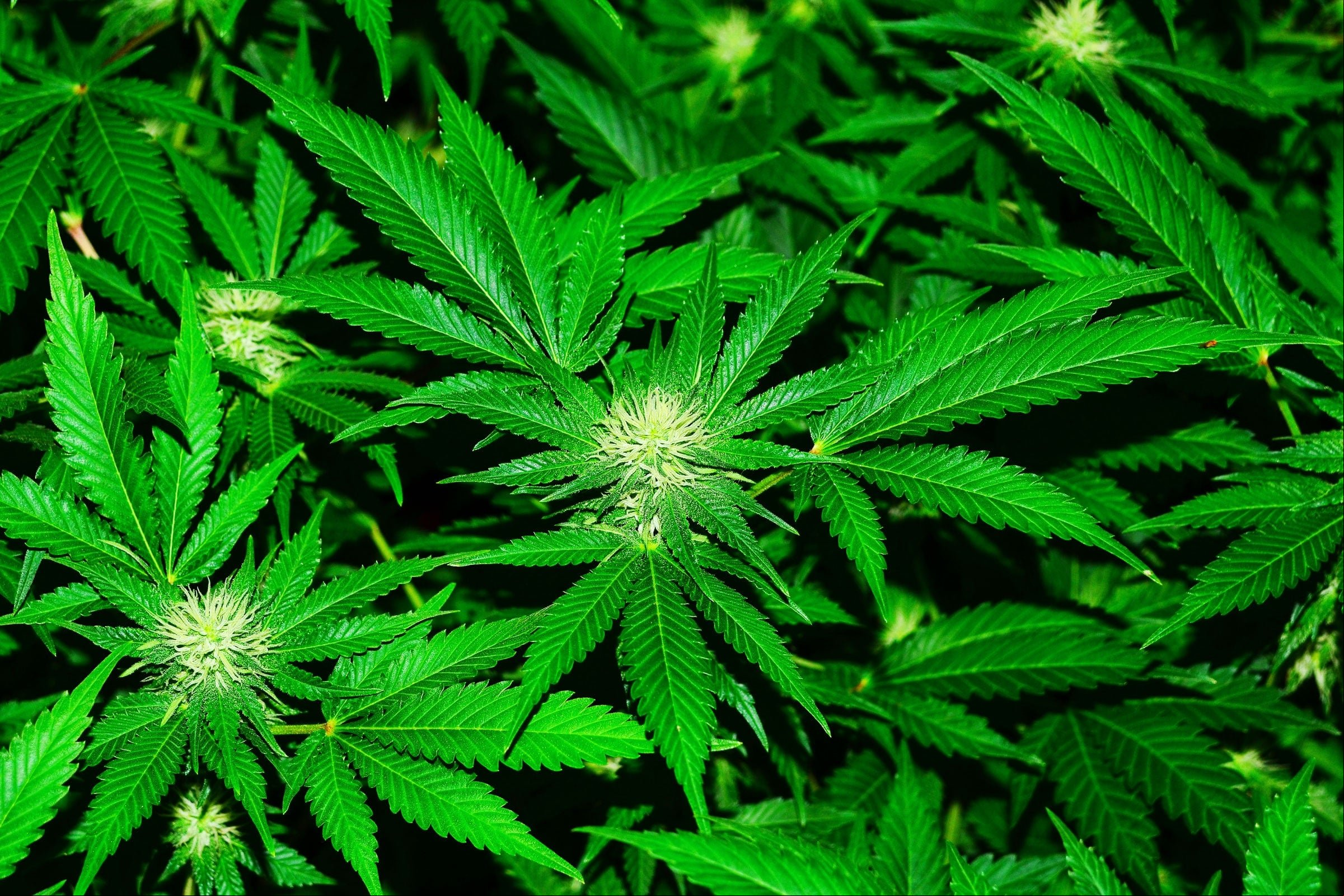 Cientista defende que uso de maconha não seja considerado doping esportivo