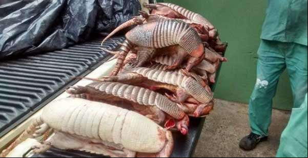 40 municípios do Piauí tem pessoas doentes por comerem carne de tatu. Contraíram micose pulmonar