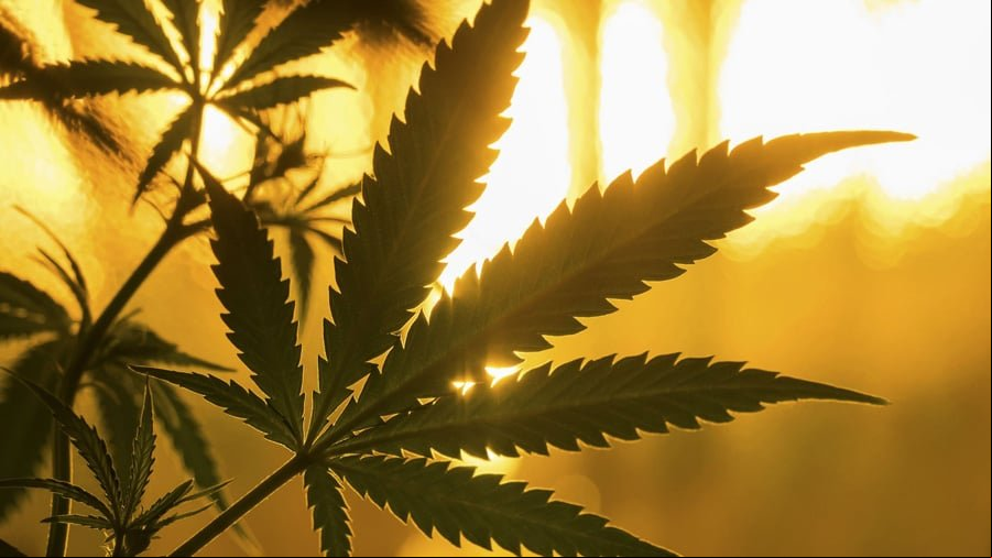 Portugal vai discutir legalização da cannabis para fins medicinais