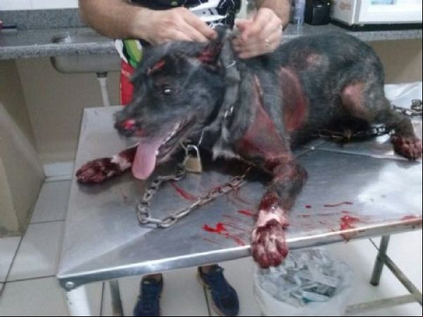 Cachorro é torturado e arrastado por moto em cidade de MT
