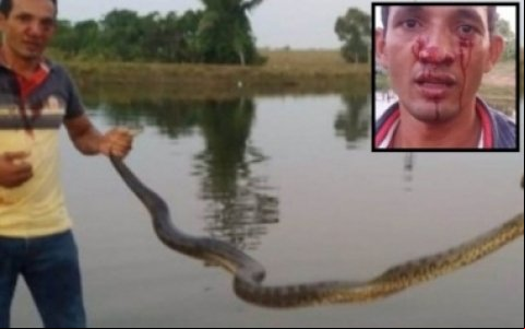 Empresário é atacado no rosto por cobra sucuri durante pescaria em MT