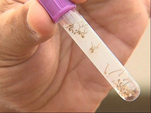 Brasil tem 745,9 mil casos e vive epidemia de dengue