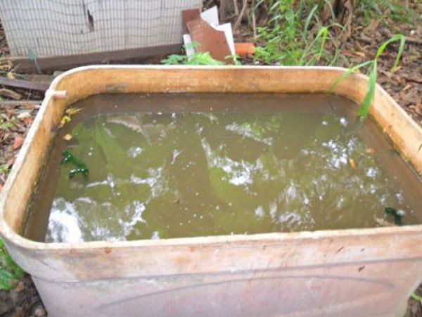 Sinop concentra mais de 27% dos casos de dengue registrados em MT