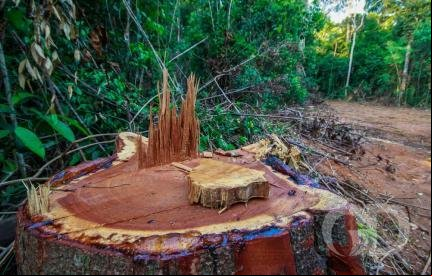 Fazendeiro de Colniza tem R$ 4,5 mi bloqueados por desmatamento na Amazônia