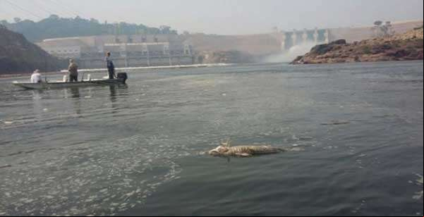 Sema multa Usina Teles Pires por mortandade de peixes