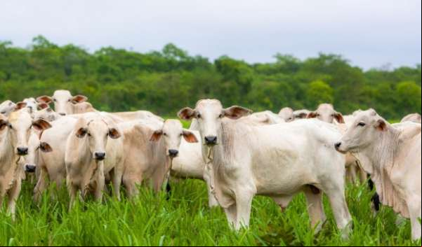 Com 20 anos livre da aftosa Mato Grosso vacina 99,5% do rebanho