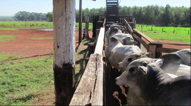  Polícia recupera 60 cabeças de gado furtadas