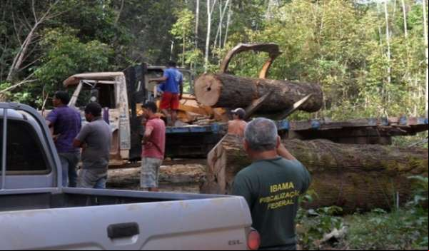 Ibama apreende mais de 400 metros cúbicos de madeira em área de extração ilegal em MT