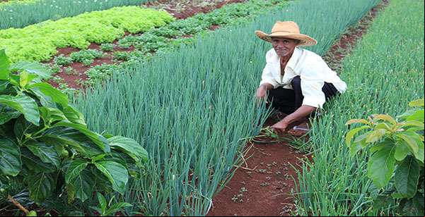 Seaf divulga cotação de preços da agricultura familiar