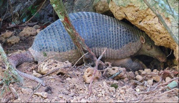 Tatu canastra é encontrado na área rural de Aripuanã