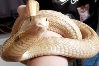 Estudante é picado por cobra naja e fica em coma