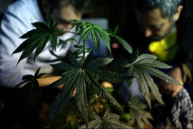 Pacientes do DF que usam compostos medicinais à base de maconha não precisam mais acionar Justiça