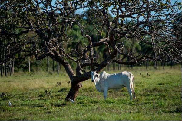 Crédito rural de R$ 609 mil é liberado para agricultores de Nova Bandeirantes