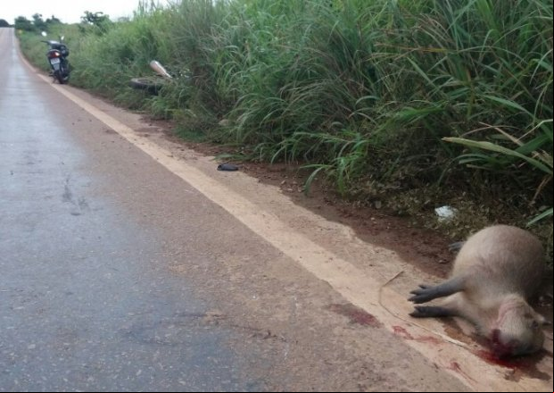 Capivaras provocam acidente na MT-320 em Colíder