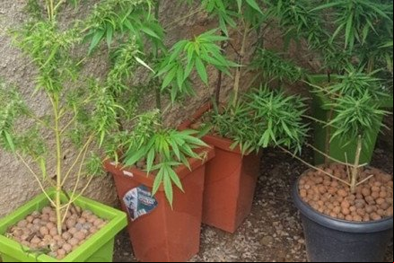 Jovem é preso com plantação de maconha em casa
