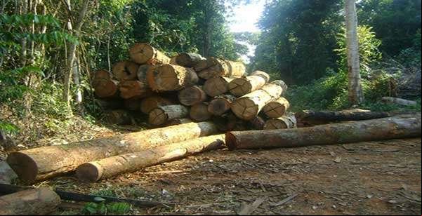 Sema apreende madeira e máquinas em desmatamento em MT