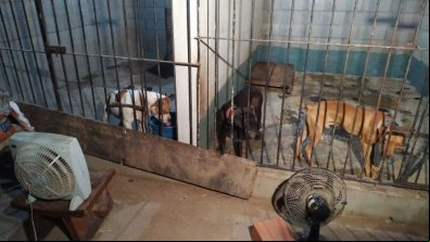 Pit bulls também eram alimentados com restos de animais
