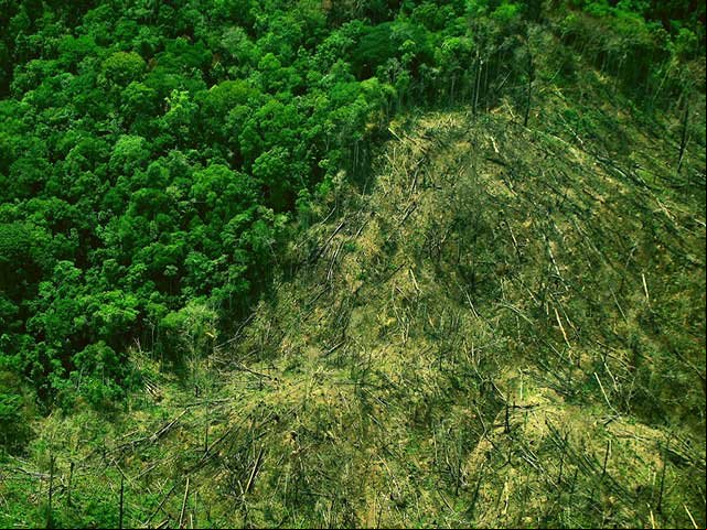 Cinco Unidades de Conservação no Amazonas podem ter área reduzida