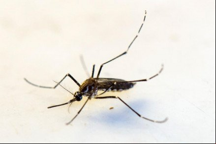 Pesquisa detecta vírus em novo tipo de mosquito
