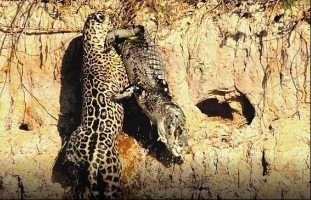 Onça escala barranco de rio no Pantanal agarrada a um jacaré em MT