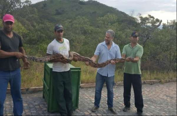 Zelador encontra jiboia de 2,4 metros dentro de casa