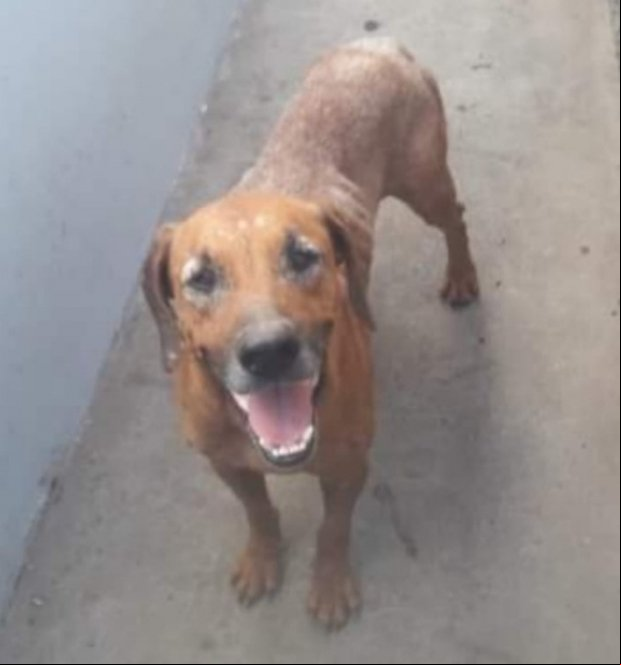  Menino leva 42 pontos na cabeça após ser atacado por cachorro