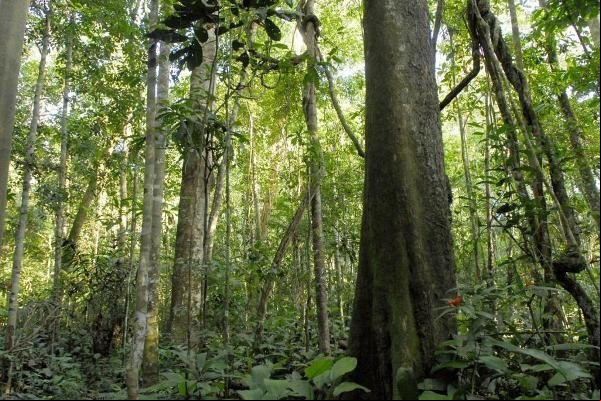 Sema abre inscrições para o 10º Curso de Manejo Florestal Sustentável