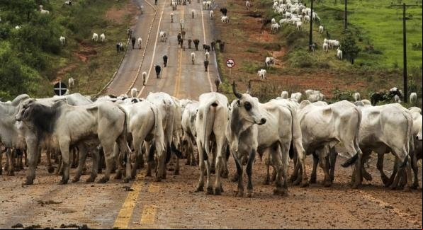 Boiada é atropelada por carreta; alguns animais morreram