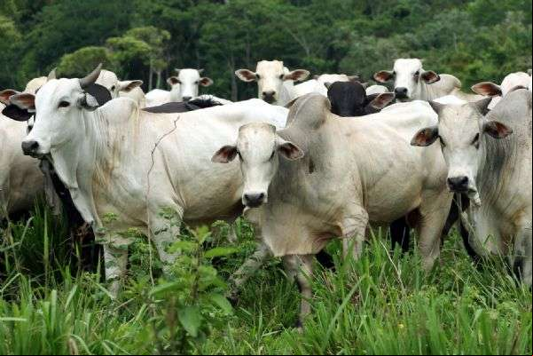 Mais de 2 mil cabeças de gado são vendidas na Parecis SuperAgro