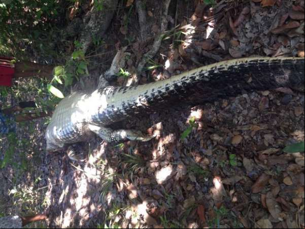 Moradores encontram restos mortais dentro da barriga de jacaré