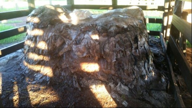 Polícia realiza operação contra abatedouros clandestinos e comércio de carne em MT