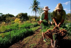Ministério da Agricultura vai lançar aplicativo para conectar produtores rurais