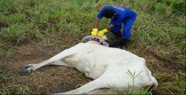 Indea identifica novo foco da Raiva Bovina em fazenda em MT; Cerca de 60 animais já morreram