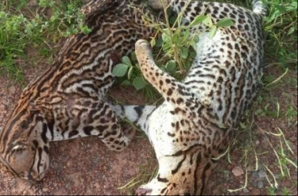 Moradores encontram casal de onça-pintada morto às margens da MT-208