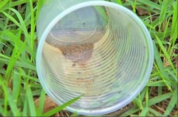 Mato Grosso tem 42 mil casos registrados de dengue e zika