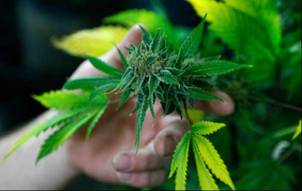 Califórnia, Massachusetts e Nevada legalizam uso recreativo da maconha