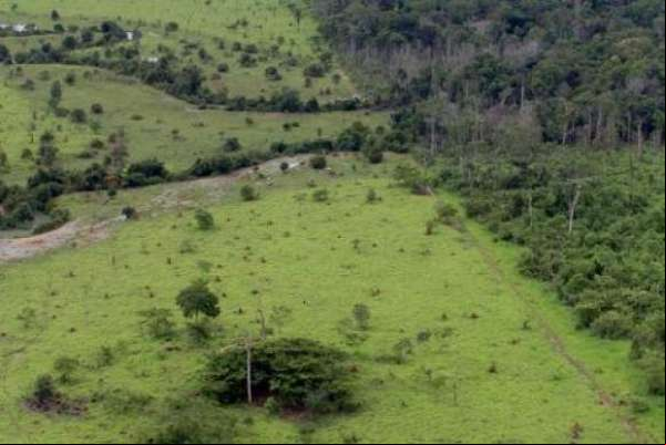 Menos de 1% das propriedades agrícolas detém quase metade da área rural no país