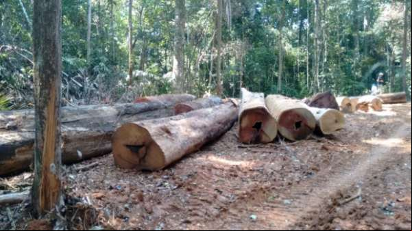 Em Colniza, equipes de fiscalização localizam 200 toras que encheriam 40 caminhões
