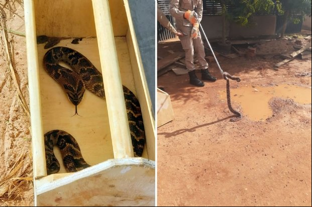 Cachorro é picado por cobra várias vezes para salvar criança de cinco anos