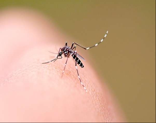 Mato Grosso registra quase 26 mil casos de dengue