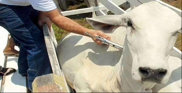 Indea oferece curso para médicos veterinários autônomos