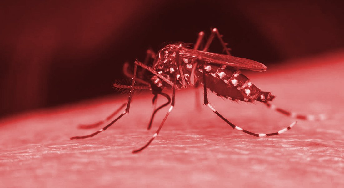 MT registra mais de 4 mil casos de dengue em 11 dias