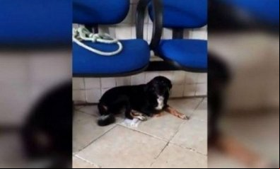 Homem estupra cadela e culpa mulher mestruada