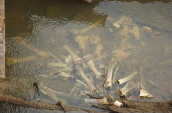 Rio em Mato Grosso é usado por empresa para desova de ossos de bovinos