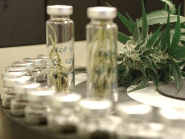 Remédio feito de derivado da maconha pode ser autorizado no Brasil