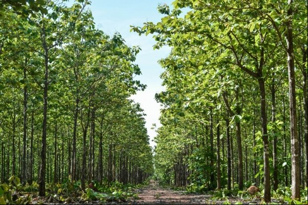 Produção de teca em Mato Grosso será destaque no 4º Encontro Brasileiro de Silvicultura
