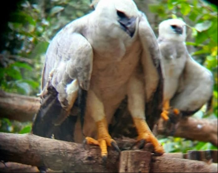 Filhotes da maior águia do mundo resgatados em Sinop e Colniza são flagrados caçando na natureza