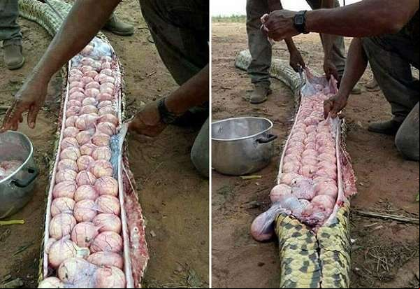 Moradores abrem cobra e encontram dezenas de ovos